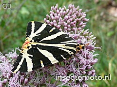 vlinder (1500*1125)